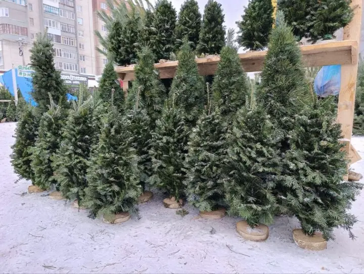 Украинцы стали реже покупать живые елки