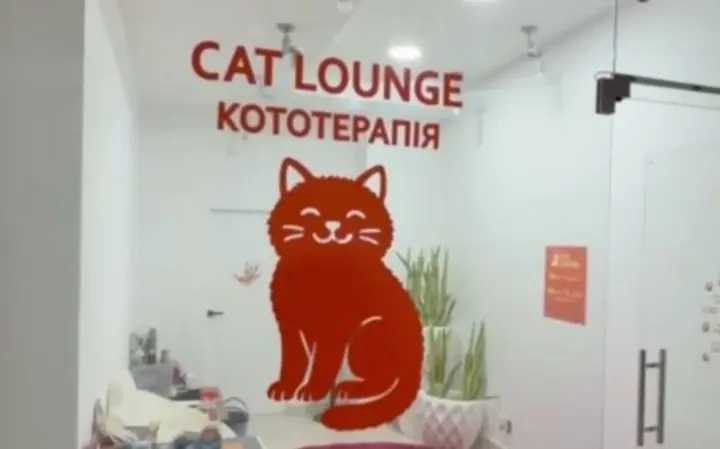 В Одессе полицейские начали уголовное производство после гибели двух котят в "котокафе"