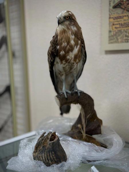 Сохранено для науки: таможенники передали в природоведческий музей зуб мамонта, редкую птицу и окаменелости