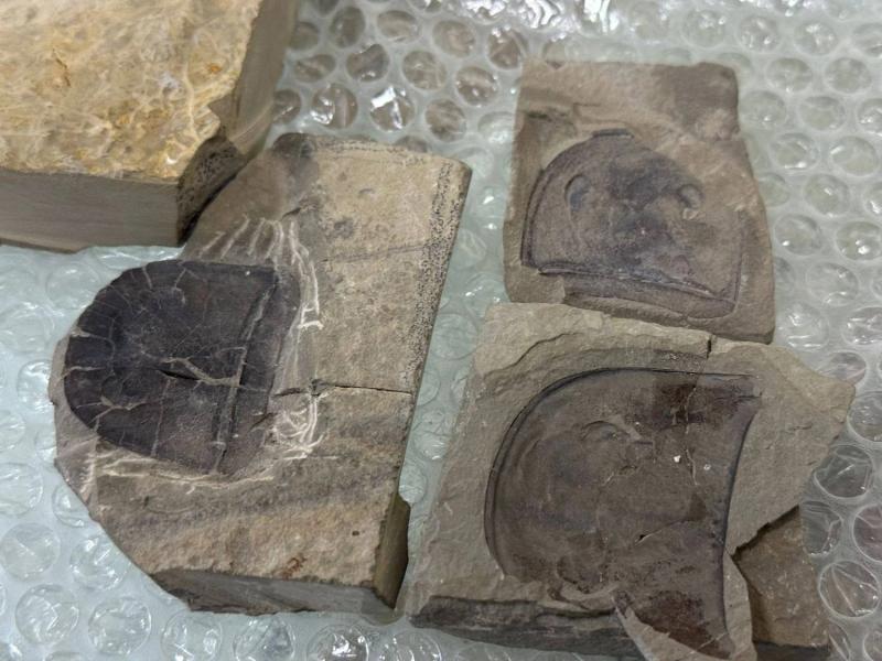 Сохранено для науки: таможенники передали в природоведческий музей зуб мамонта, редкую птицу и окаменелости